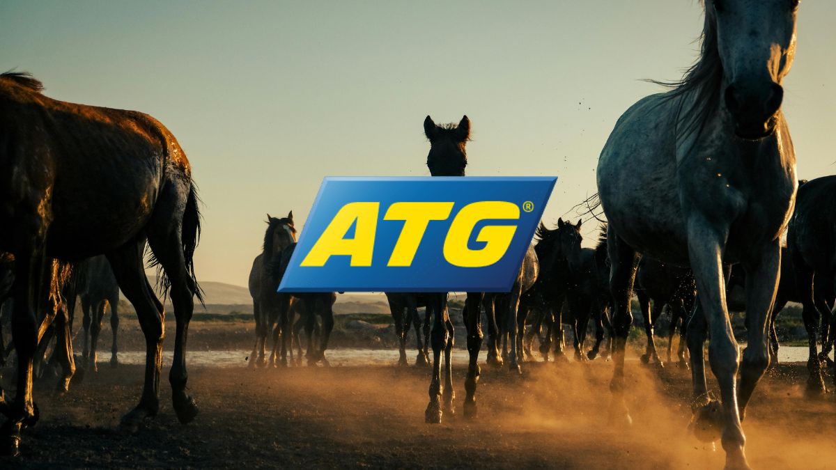 atg-h2h